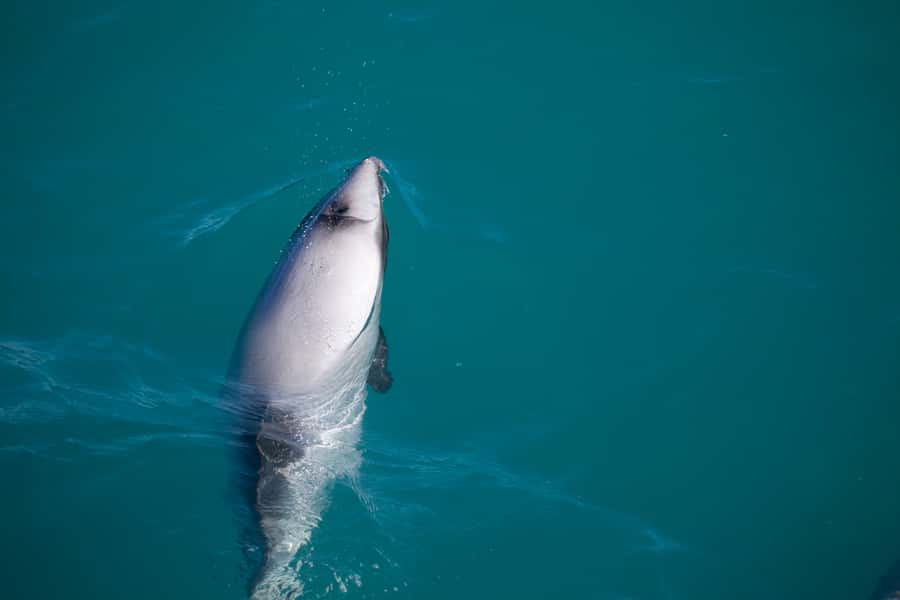 Akaroa: 4WD Safari and Guided Sea-Kayaking Experience - Guides who add more than directions
