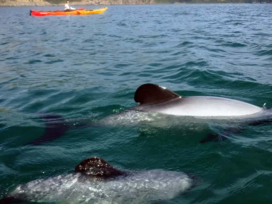 Akaroa: Akaroa Marine Reserve Sea Kayaking Tour - Key points to know before you book