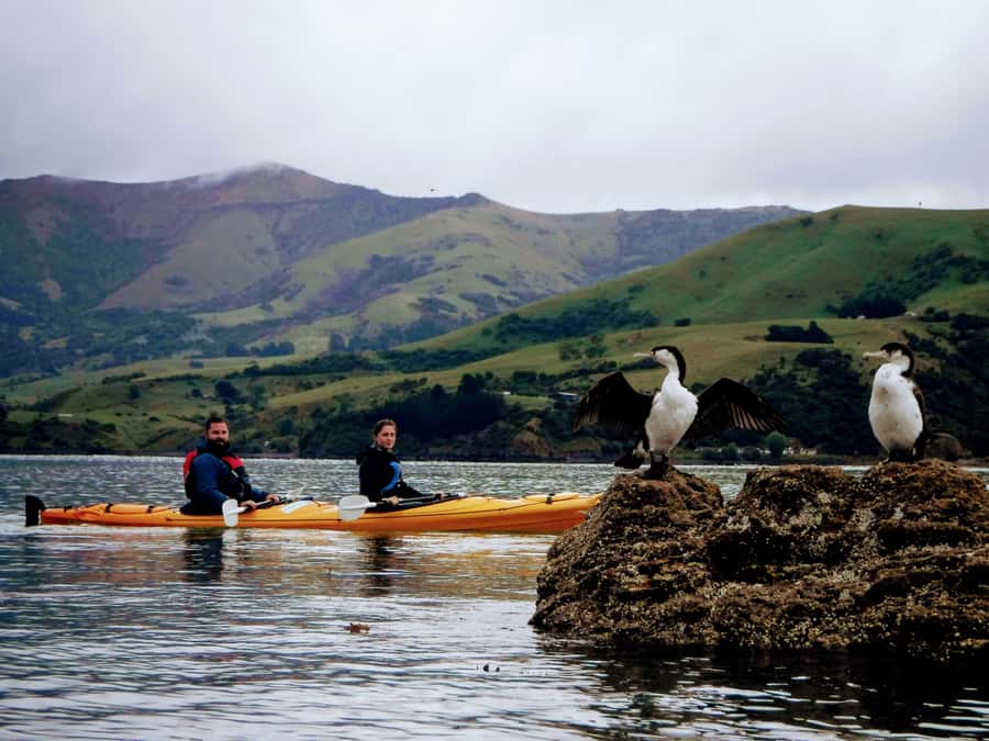 Akaroa: Akaroa Marine Reserve Sea Kayaking Tour - Starting beside Akaroa Harbour