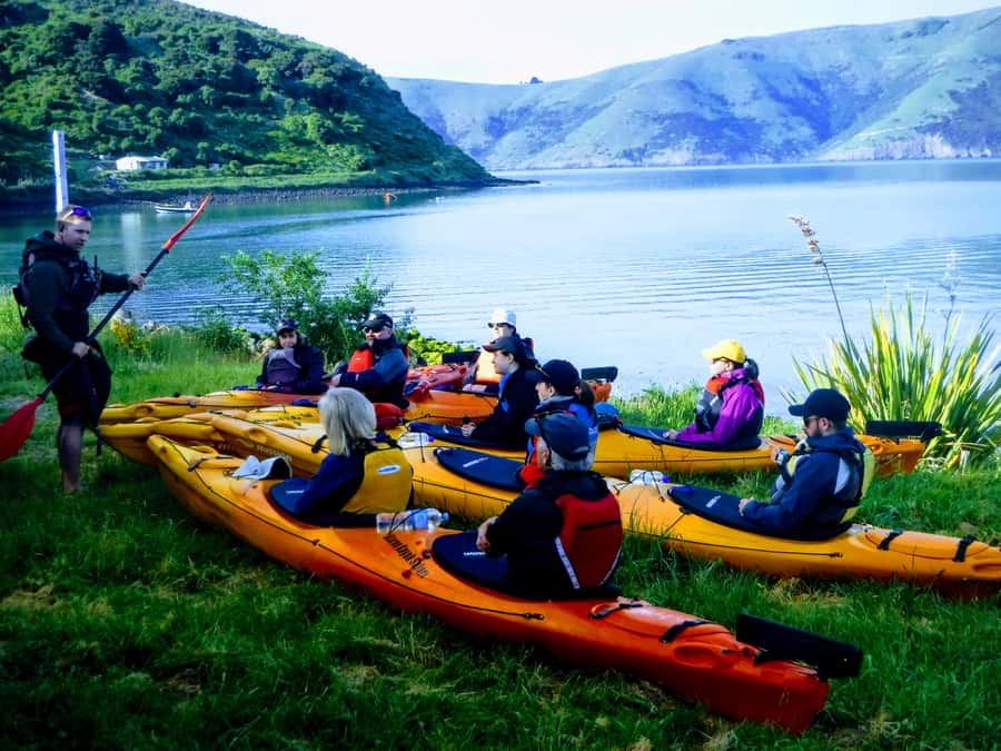 Akaroa: Guided Sunrise Sea Kayaking Tour - The wildlife you might see