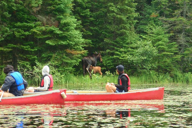 Algonquin Park 3-Day Deluxe Camping & Canoeing Adventure - Why this Algonquin trip works for first-time canoe campers