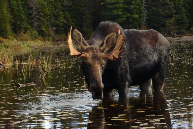 Algonquin Park 4-Day Deluxe Camping & Canoeing Adventure - Day 2: Beaver ponds, swimming, and an ambitious camp feast