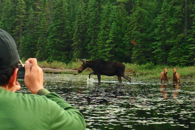 Algonquin Park 4-Day Deluxe Camping & Canoeing Adventure - Day 3: Four connected waterways in search of moose