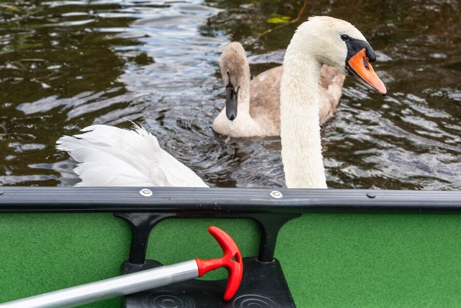 Amsterdam: 2-Hour Guided Canoe Trip - Two hours through village canals and Dutch wetlands