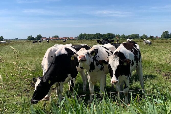 Amsterdam Countryside Bike and Kayak Tour - Cycling Through Dutch Water Country