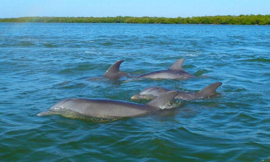 Anna Maria Island and Bradenton: Sunset Kayak Dolphin Tour - Key points at a glance