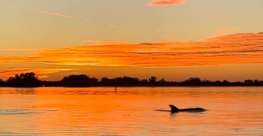 Anna Maria Island and Bradenton: Sunset Kayak Dolphin Tour - Why this sunset trip works so well