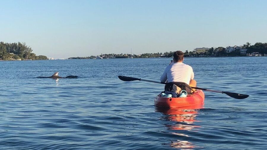 Anna Maria Island and Bradenton: Sunset Kayak Dolphin Tour - Looking for dolphins without chasing them