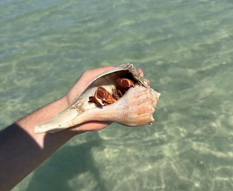 Anna Maria Island: The Island Kayak Tour - Guides are a major part of the experience