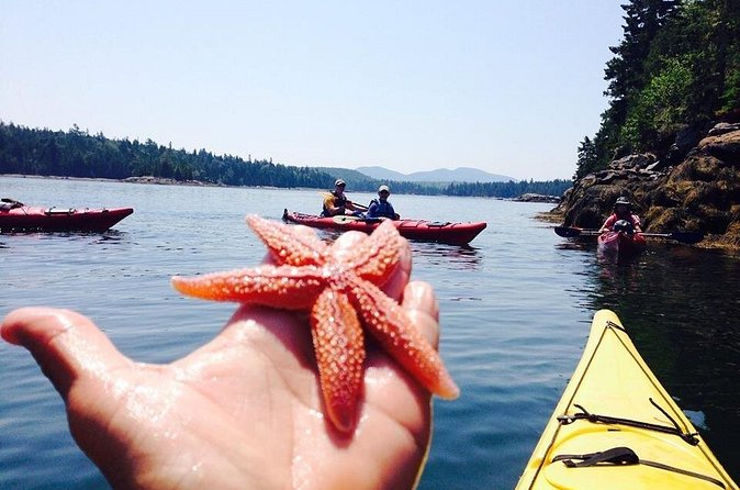 Aqua Safari Kayak tour departing Southwest Harbor - Wildlife viewing at a sensible pace