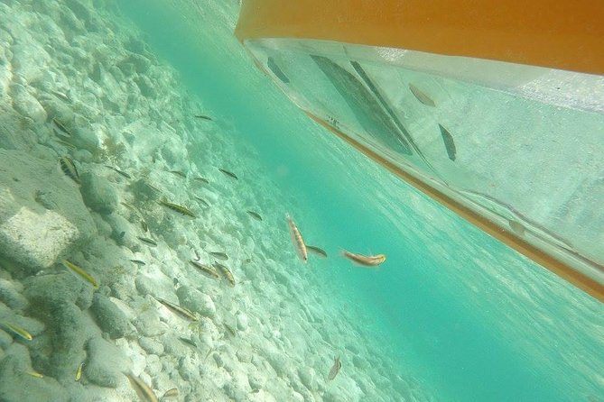 Aruba Glass Bottom Kayak Tour through the Mangrove Forest - Key points to know before you paddle