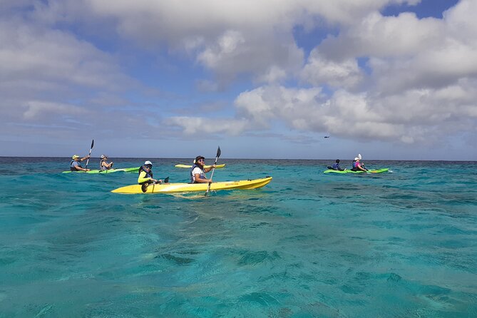 Aruba Glass Bottom Kayak Tour through the Mangrove Forest - The first 30 minutes follow Aruba’s shoreline