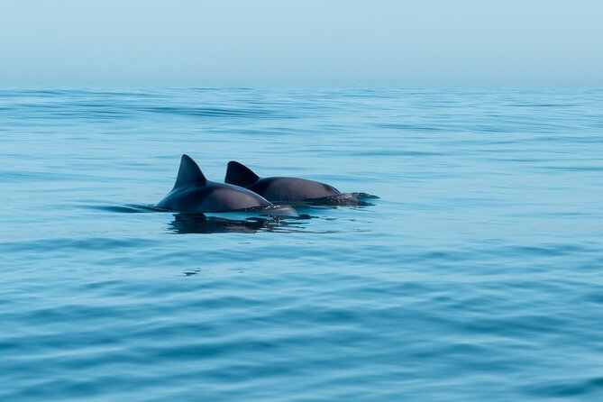 Atlantic Outlook Kayak Tour Cape Town - What this Cape Town kayak tour is really like