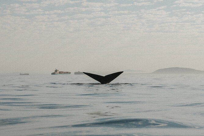Atlantic Outlook Kayak Tour Cape Town - Turning near Sea Point