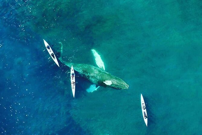 Atlantic Outlook Kayak Tour Cape Town - The guides and the feel of the trip