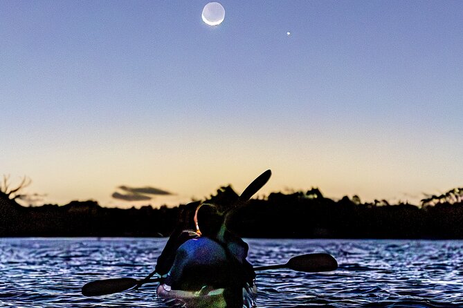 Auckland Bioluminescence Kayak Tour - Finding the blue glow