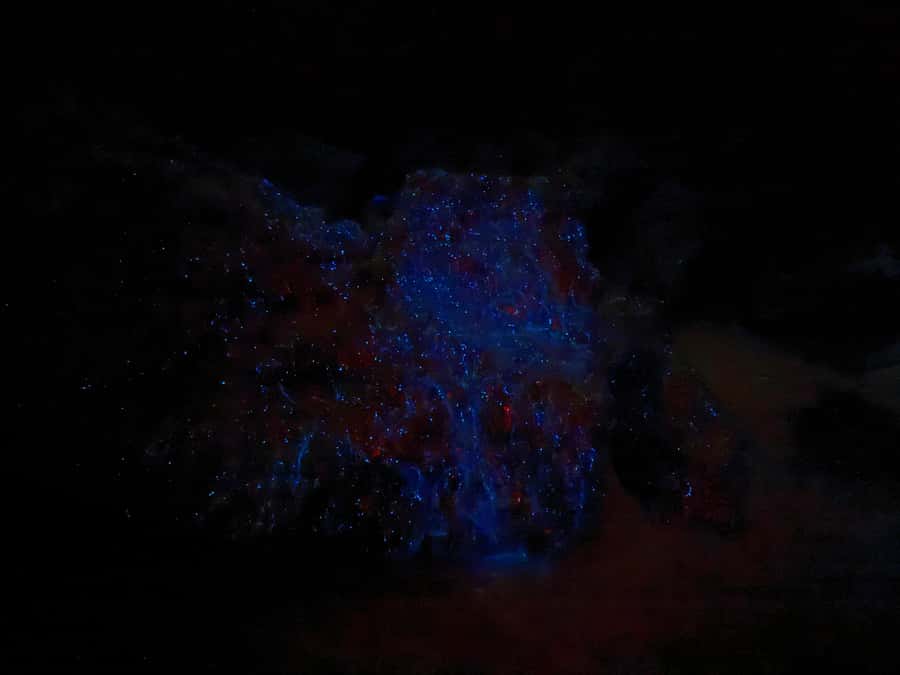 Auckland: Bioluminescence Kayak Tour with Guide - Key points at a glance