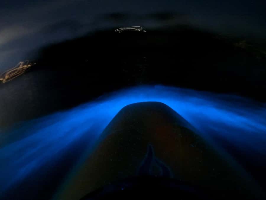 Auckland: Bioluminescence Kayak Tour with Guide - What the bioluminescence may look like