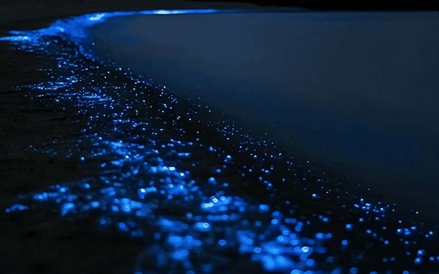 Auckland: Bioluminescence Kayak Tour with Guide - Getting to the North Auckland launch area