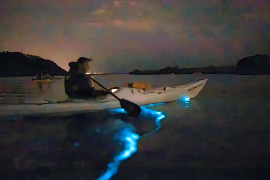 Auckland: Night Kayak Tour in Glowing Bioluminescent Waters - Quick take: what matters most