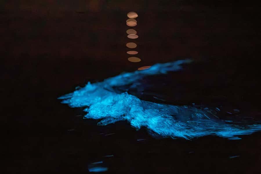 Auckland: Night Kayak Tour in Glowing Bioluminescent Waters - Why bioluminescence makes this Auckland tour special