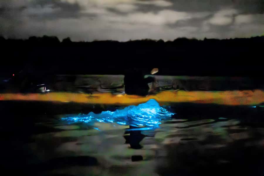Auckland: Night Kayak Tour in Glowing Bioluminescent Waters - Fifteen minutes to watch, ask, and play