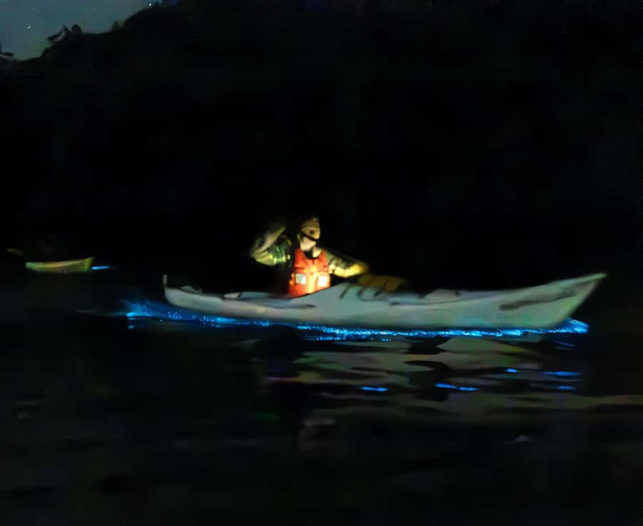 Auckland: Night Kayak Tour in Glowing Bioluminescent Waters - Who will enjoy this most