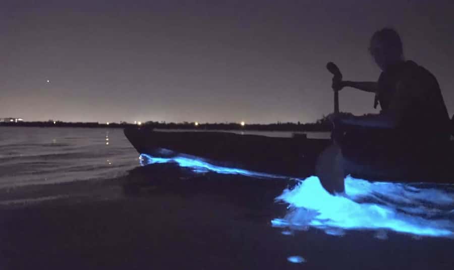Auckland: Night Kayak Tour in Glowing Bioluminescent Waters - Starting at Okura Boat Ramp or Waiake Beach