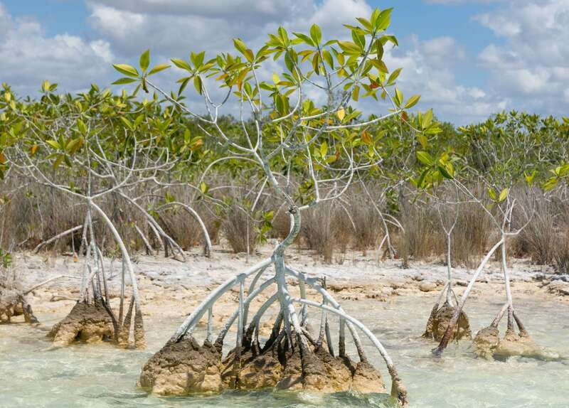 Bacalar: Full Day Kayak Rental in the Lagoon of Seven Colors - Is $23 good value for ten hours?