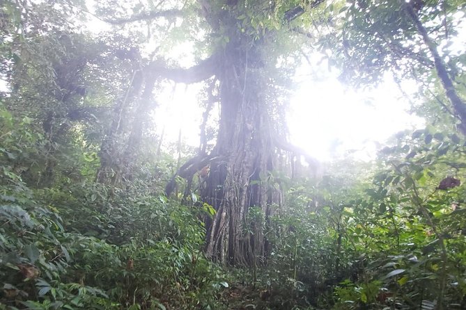 Bali Jungle Trekking and Lake Canoeing Tour - Banyumala Twin Waterfalls and the cold-water finish