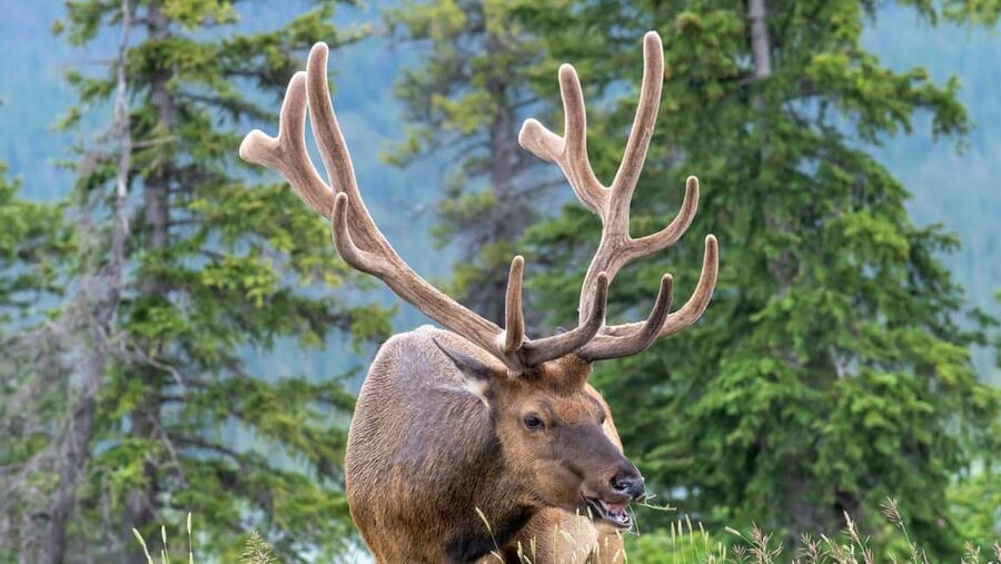 Banff/Canmore Moraine Lake & Lake Louise-Hike/Canoe/Sightsee - Wildlife viewing through Banff National Park
