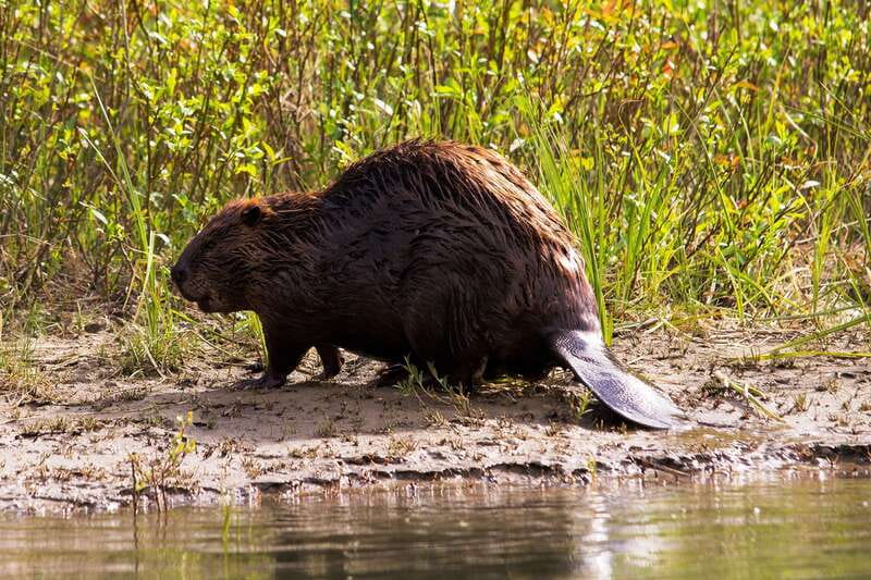 Banff: Wildlife on the Bow River Big Canoe Tour - Should you book the Bow River canoe tour?