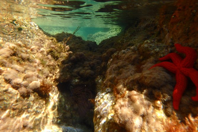 Barcelona Costa Brava Kayak, Snorkel & Cliff Jump Day Tour - Paddling beneath the Camino de Ronda