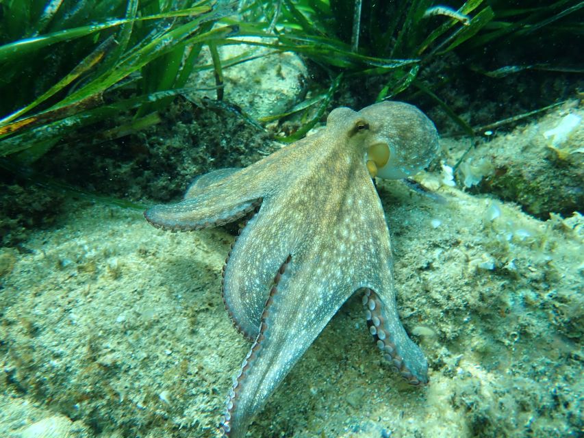 Barcelona: Costa Brava Kayak, Snorkel & Cliff Jump & Lunch - Two slower hours on the Camino de Ronda