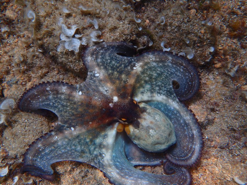 Barcelona: Costa Brava Kayak & Snorkeling Small Group Tour - Why this Costa Brava outing works well from Barcelona
