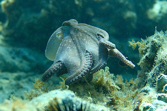 Barcelona Wild Experience: Kayak and Snorkel in Costa Brava - Starting with a private drive from Barcelona