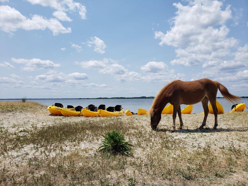 Berlin: Assateague Island Wildlife Discovery Kayak Tour - Why the bayside view changes Assateague