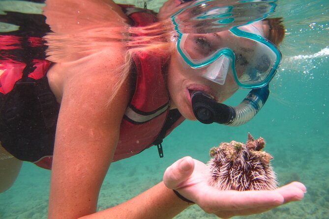 Best of Mangrove Lagoon Kayak, Hike and Snorkel Adventure with Picnic Lunch - Snorkeling with sea life