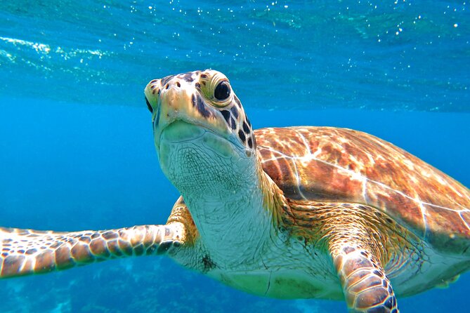 Best of Mangrove Lagoon Kayak, Hike and Snorkel Adventure with Picnic Lunch - Is $159 a fair price?