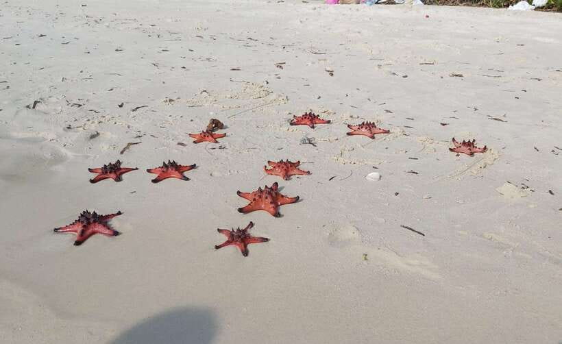 Best Seller Northern Phu Quoc & Kayak Aventure with lunch - Starfish Beach and the horned sea stars