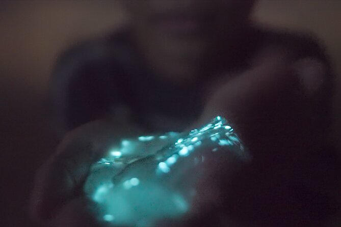 Bioluminescence Kayak Tour - Wildlife in the Lagoon, From Mullet to Manatees