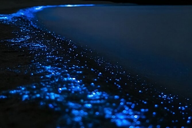 Bioluminescence Kayak Tour - Est. 1994 - The first paddle: learning without pressure