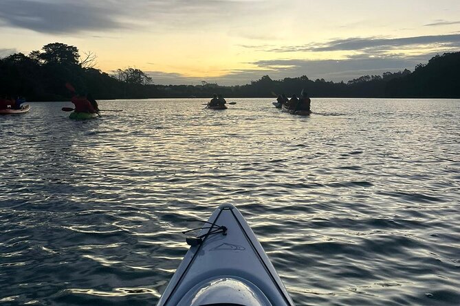 Bioluminescence Kayak Tour - Est. 1994 - Long Bay-Okura Marine Reserve after sunset