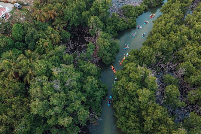 Bioluminescent Bay Night Kayaking Adventure in Puerto Rico - Is $80 a fair price?