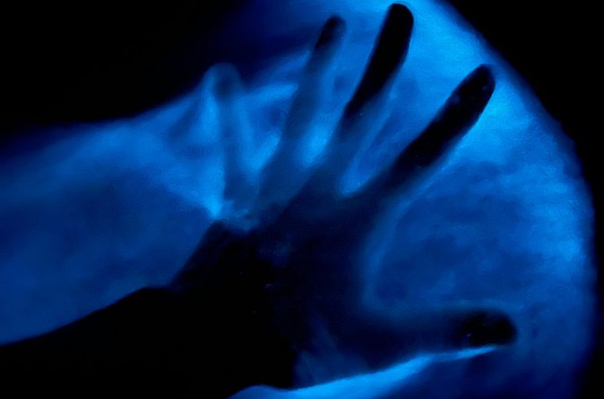 Bioluminescent Kayak Tour in Floridas Indian River Lagoon - The value of $65 per person