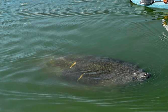 Bonita Springs Eco Kayak Tour – Best Gear, Premium&Clear Kayaks - What the two-hour route feels like