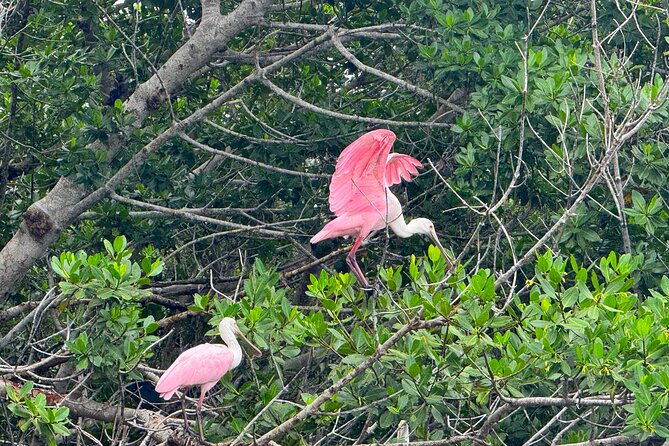 Bonita Springs Eco Kayak Tour – Best Gear, Premium&Clear Kayaks - Through the mangrove tunnels