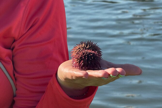 Bonita Springs Eco Kayak Tour – Best Gear, Premium&Clear Kayaks - The beach stop and shelling