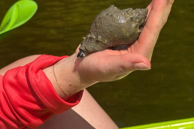 Bonita Springs Eco Kayak Tour – Best Gear, Premium&Clear Kayaks - Dolphins, manatees, and coastal birds