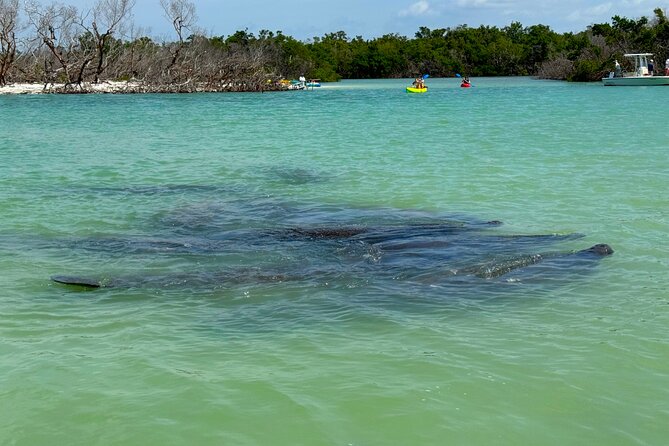 Bonita Springs Eco Kayak Tour – Best Gear, Premium&Clear Kayaks - What $55 per person gets you